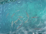 27824 Fish at Castillo de Fuste.jpg